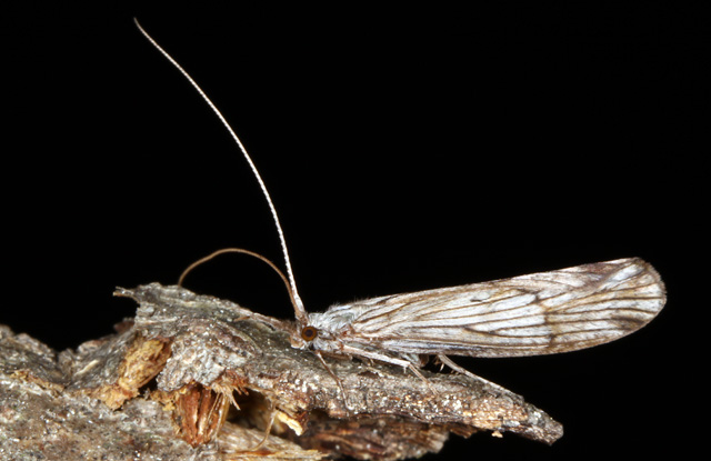 Odontocerum albicorne - Copyright Denis Bourgeois
